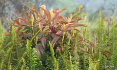 Miconia robinsoniana