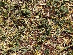 Petrophytum caespitosum