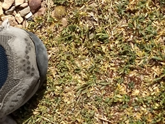 Petrophytum caespitosum