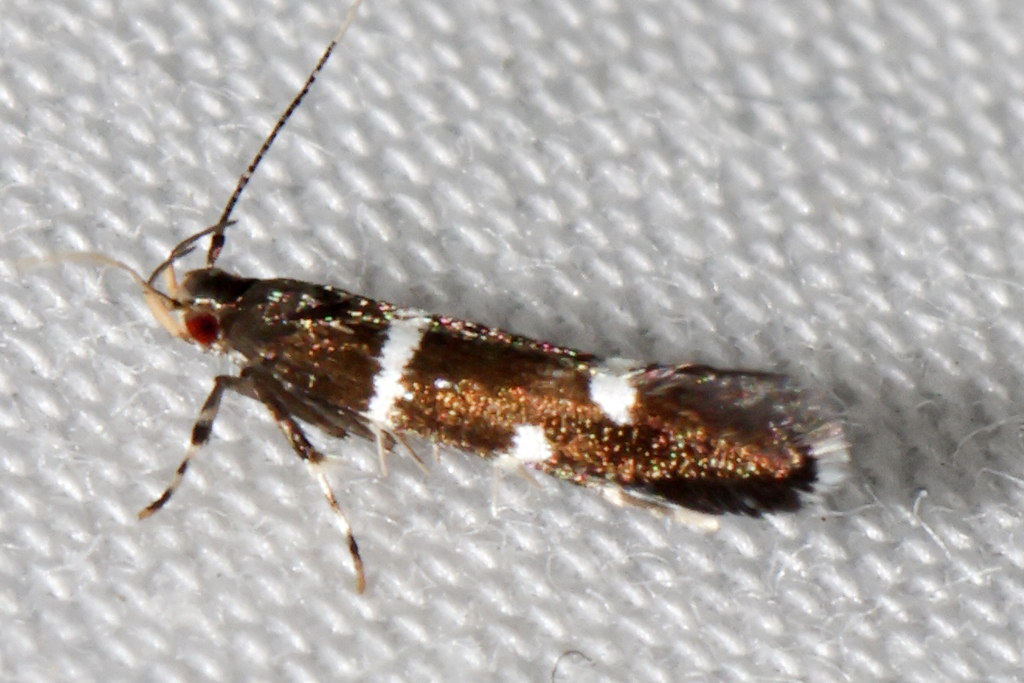 Limnaecia scaeosema