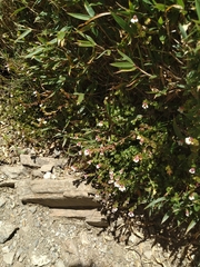 Euphrasia transmorrisonensis