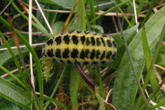 Zygaena filipendulae