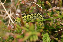 Zygaena filipendulae