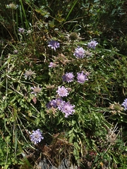 Scabiosa lacerifolia