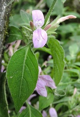 Dicliptera paniculata