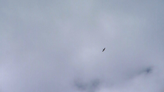 Falco sparverius