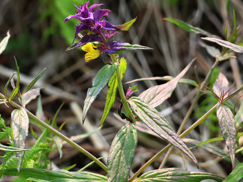 Melampyrum polonicum (Melampyrum polonicum)