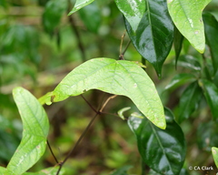 Passiflora colinvauxii