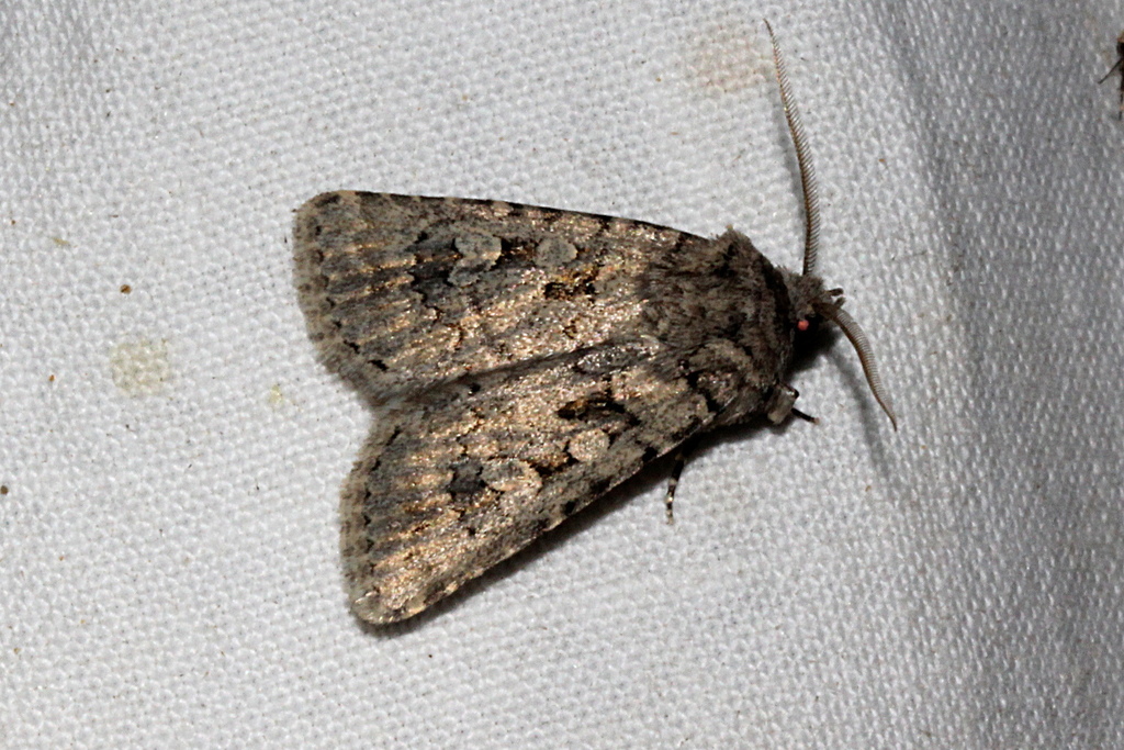 Ectopatria mniodes