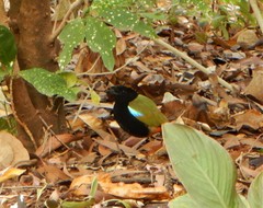 Pitta iris