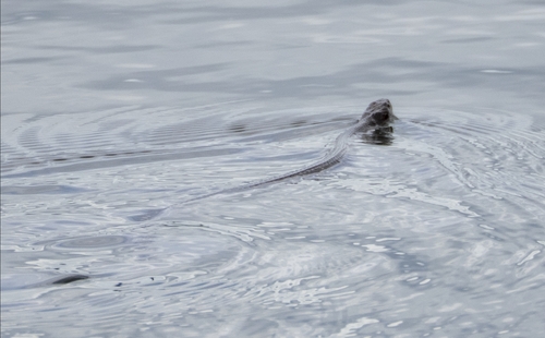 Northern Water Snake