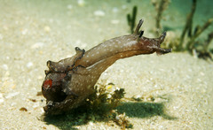 Aplysia concava
