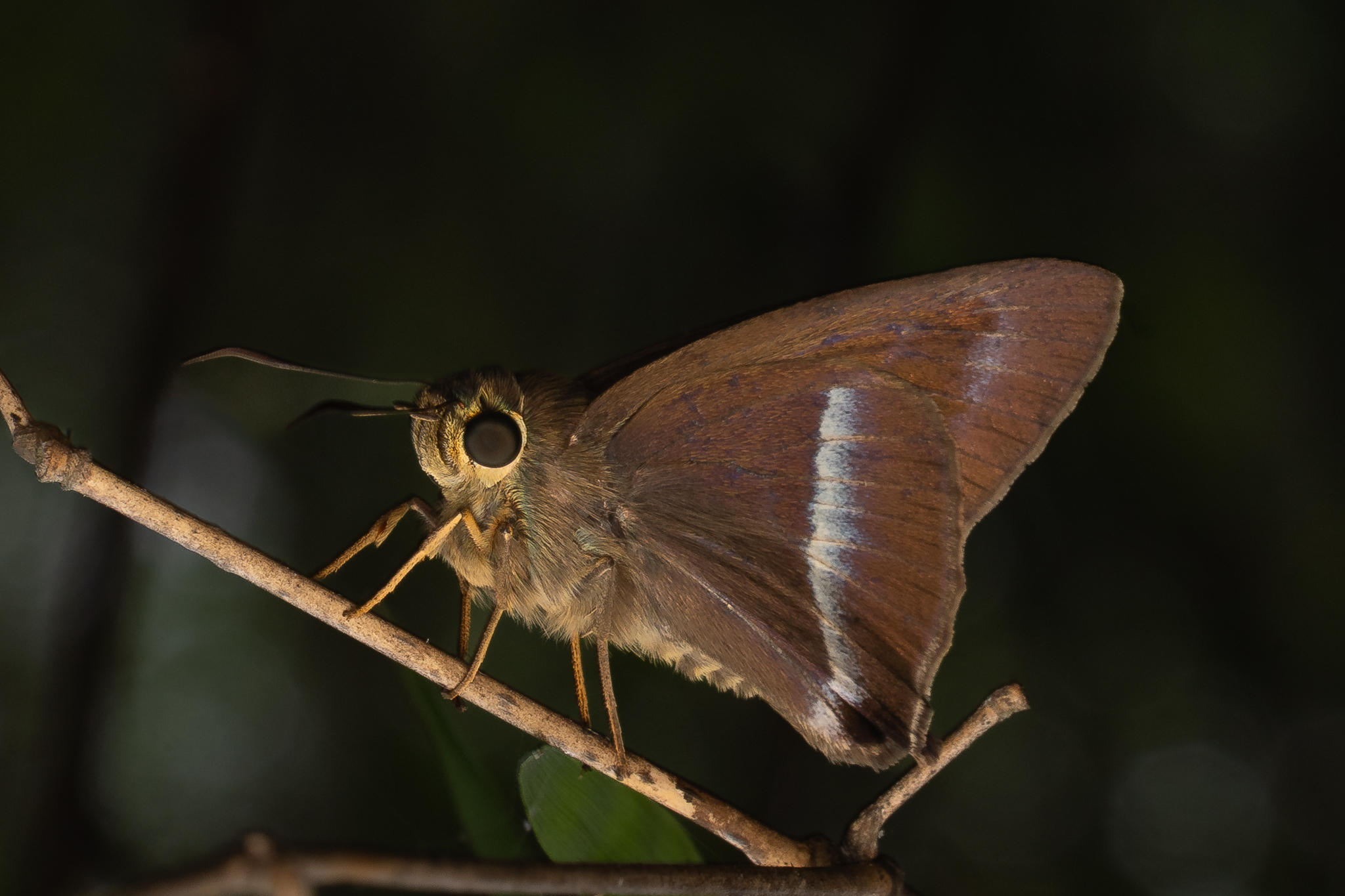 Common Banded Awl