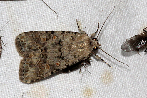 Beet Armyworm Moth