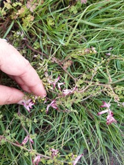 Fumaria muralis muralis