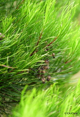 Darwiniothamnus tenuifolius