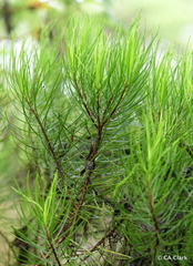Darwiniothamnus tenuifolius