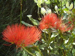 Metrosideros collina