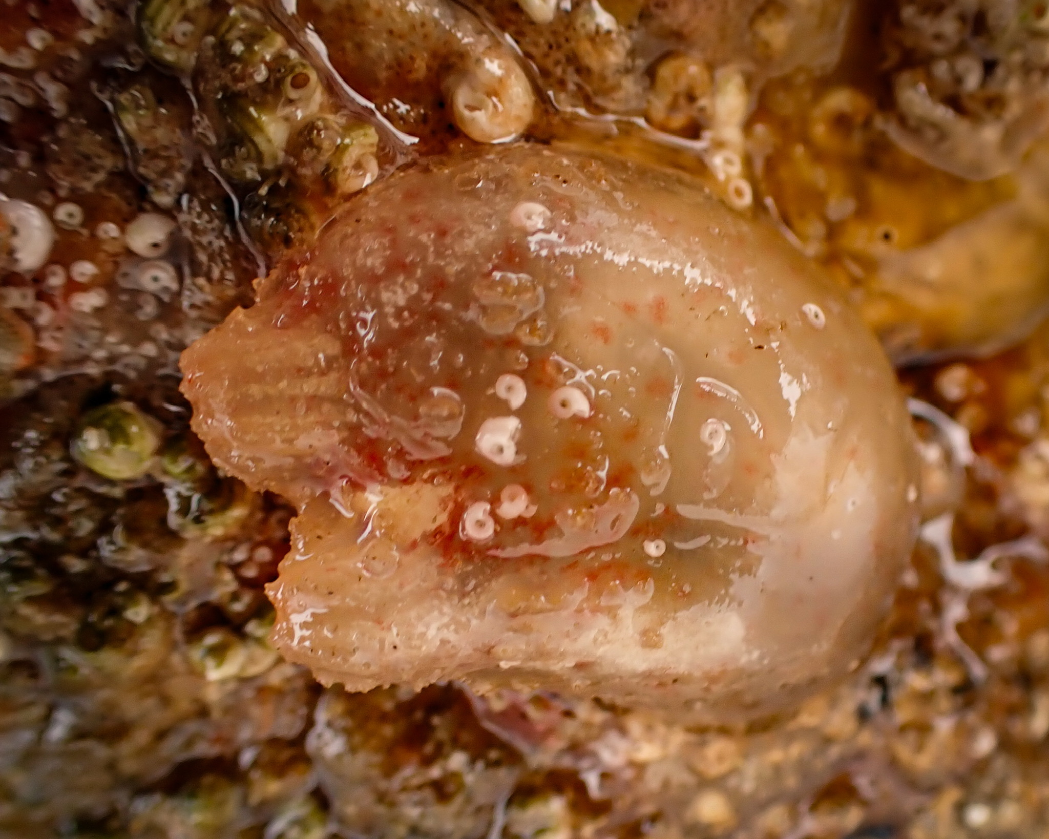 Ascidiella aspersa (Müller, 1776)