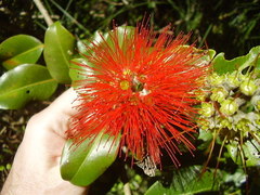 Metrosideros collina