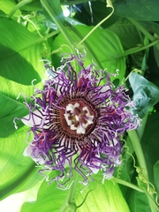 Passiflora quadrangularis