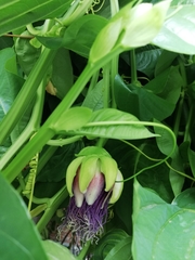 Passiflora quadrangularis