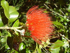 Metrosideros collina