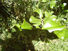 Metrosideros collina