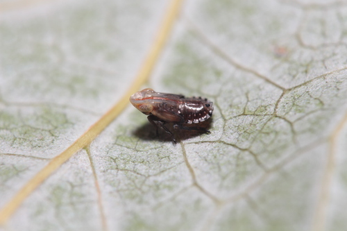 Ommatidiotus dissimilis