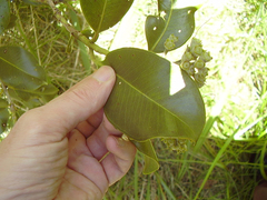 Metrosideros collina