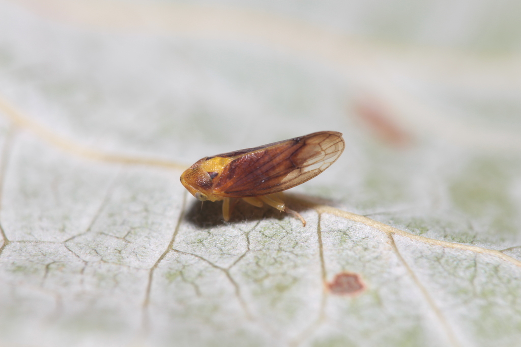 poplar-stem leafhopper