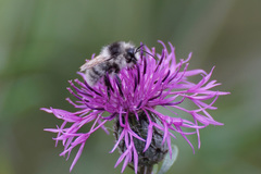 Bombus veteranus