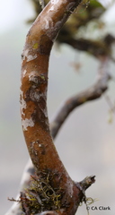 Psidium galapageium