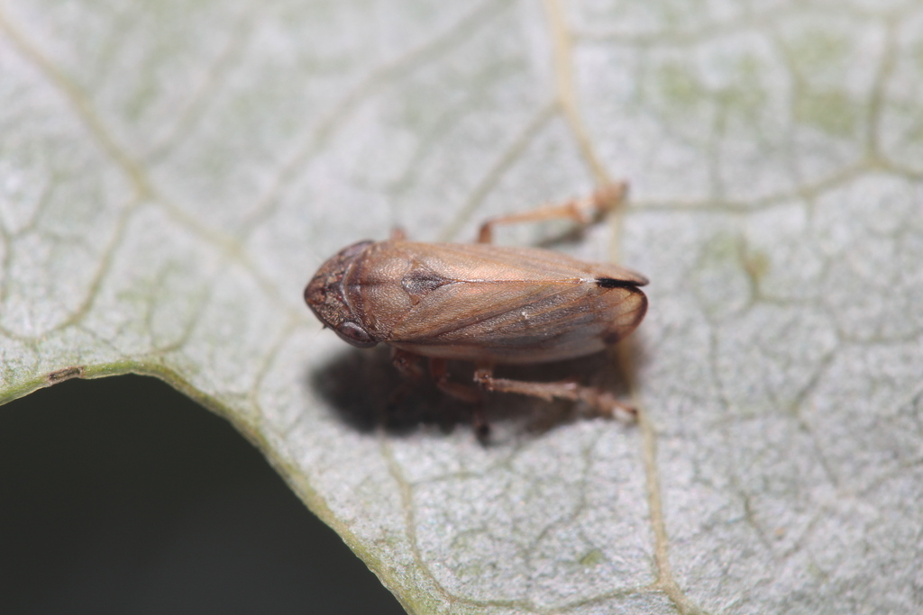 Neophilaenus infumatus