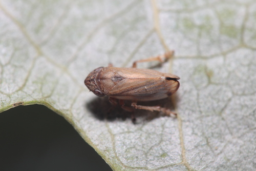 Neophilaenus infumatus