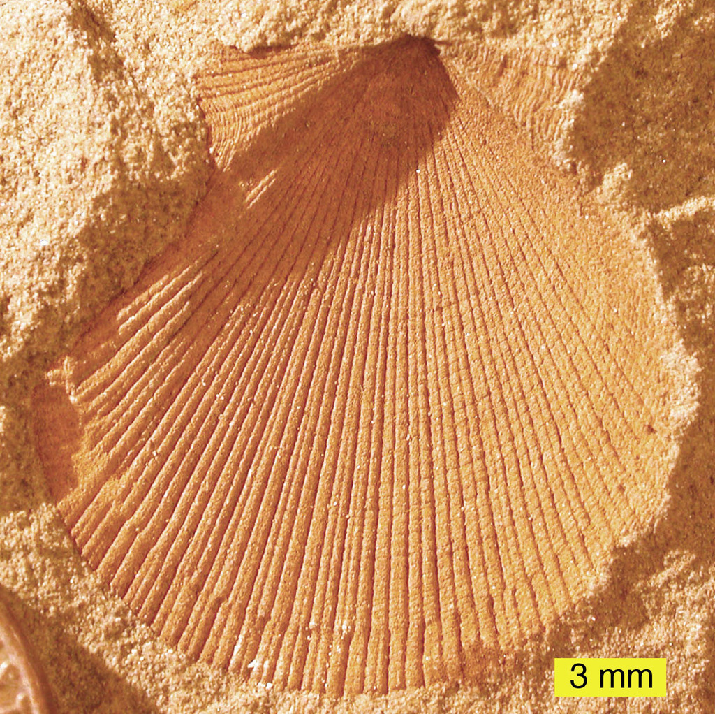 Aviculopectinoidea