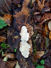 Heterobasidion parviporum