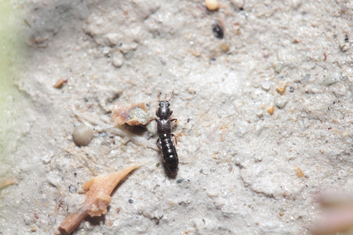 Bledius unicornis