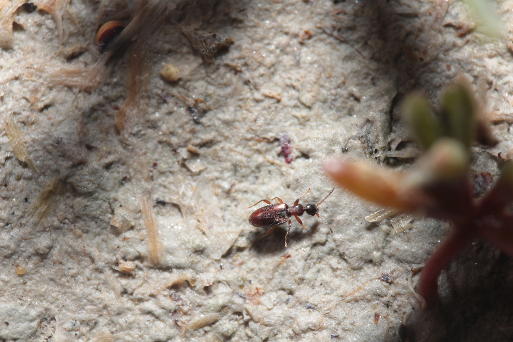 Cyclodinus humilis