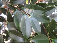 Castanopsis sieboldii