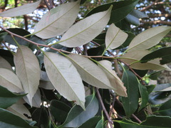 Castanopsis sieboldii