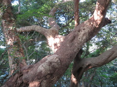 Castanopsis sieboldii