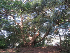 Castanopsis sieboldii