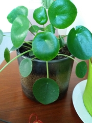 Pilea peperomioides