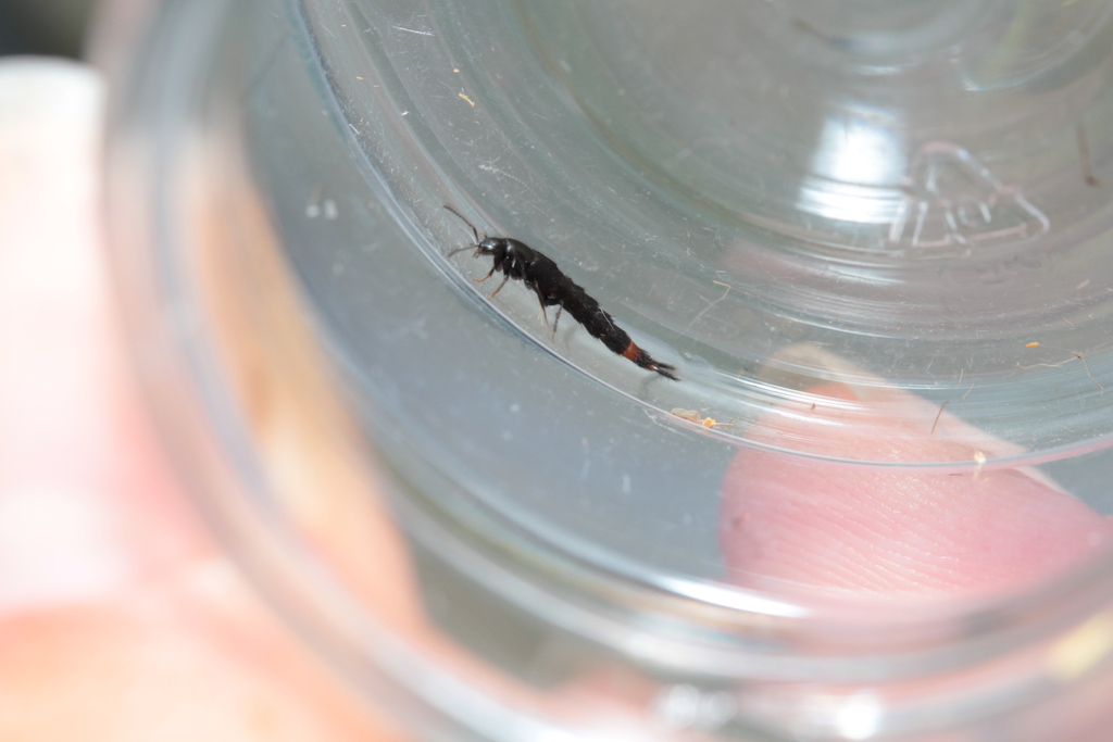 Acylophorus glaberrimus