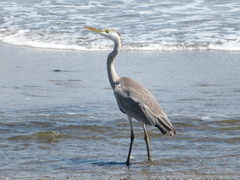 Ardea cinerea