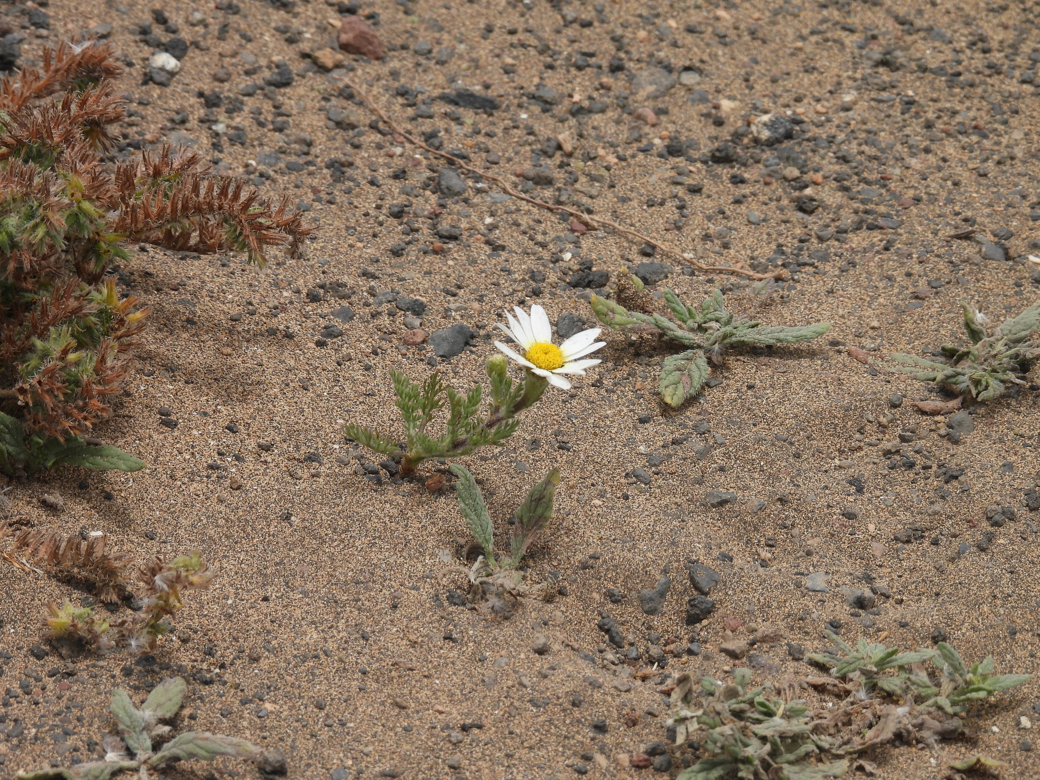 Anacyclus radiatus
