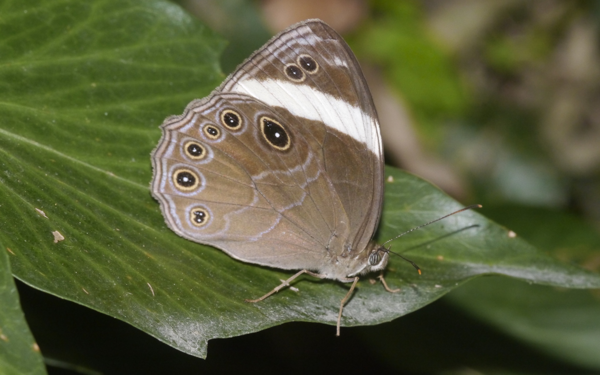 Straight-Banded Treebrown