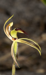 Caladenia tessellata