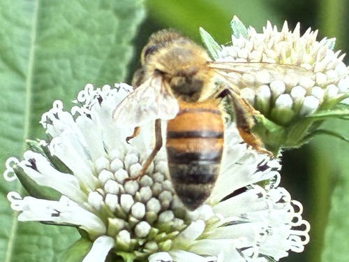 Bee